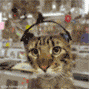 Avatar de Titeframboise 18